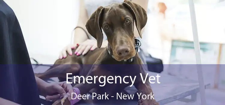 Emergency Vet Deer Park - New York