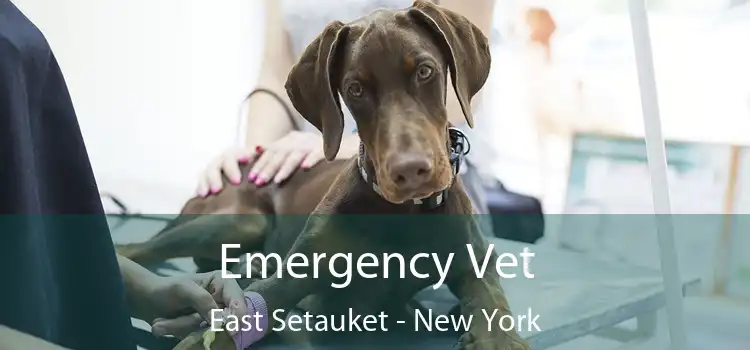 Emergency Vet East Setauket - New York