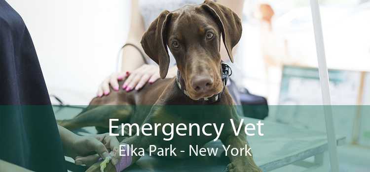 Emergency Vet Elka Park - New York
