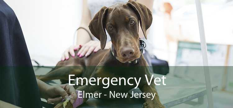 Emergency Vet Elmer - New Jersey