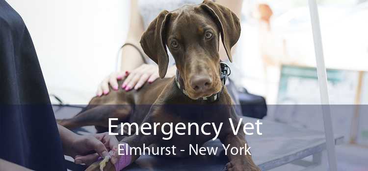 Emergency Vet Elmhurst - New York