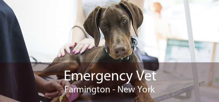 Emergency Vet Farmington - New York