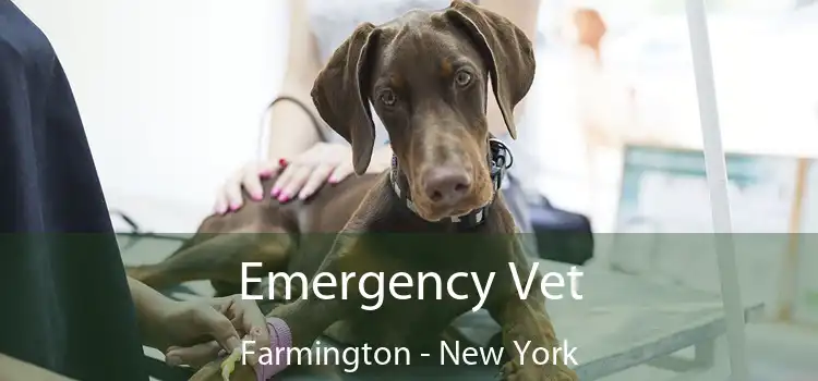 Emergency Vet Farmington - New York
