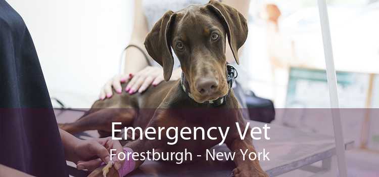 Emergency Vet Forestburgh - New York