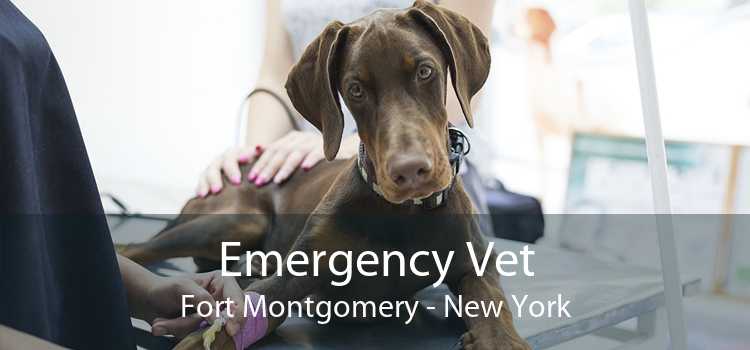 Emergency Vet Fort Montgomery - New York