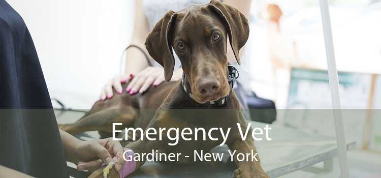 Emergency Vet Gardiner - New York