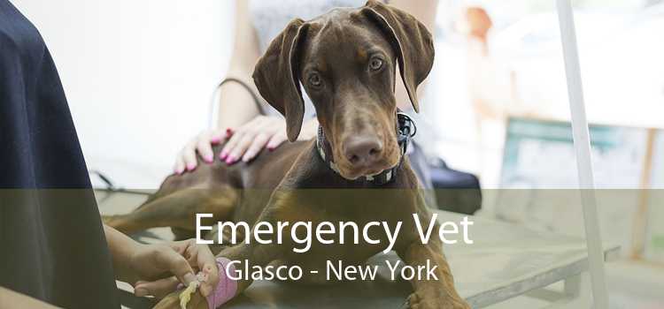 Emergency Vet Glasco - New York