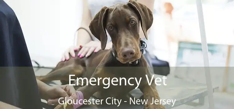 Emergency Vet Gloucester City - New Jersey