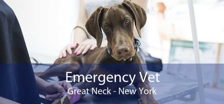 Emergency Vet Great Neck - New York