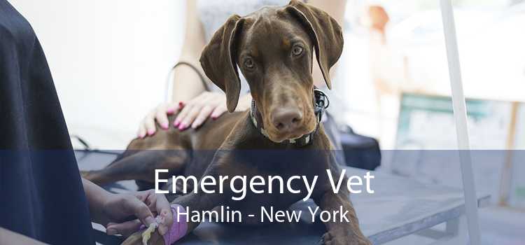 Emergency Vet Hamlin - New York
