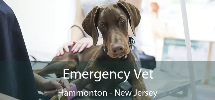 Emergency Vet Hammonton - New Jersey