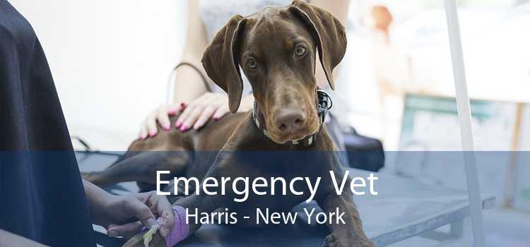Emergency Vet Harris - New York