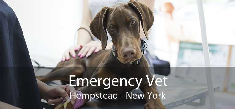 Emergency Vet Hempstead - New York