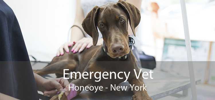 Emergency Vet Honeoye - New York