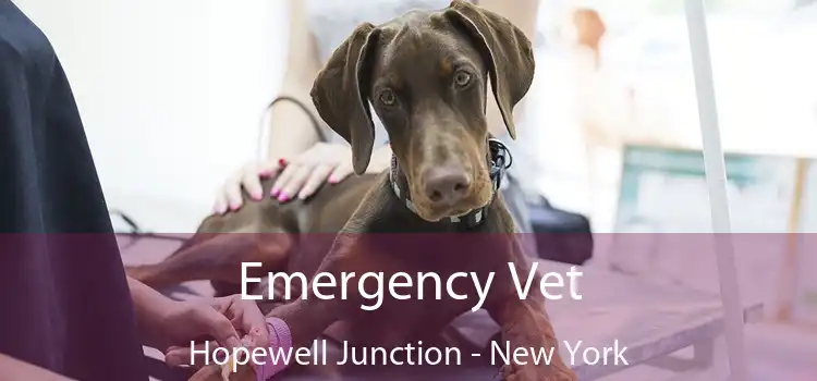 Emergency Vet Hopewell Junction - New York
