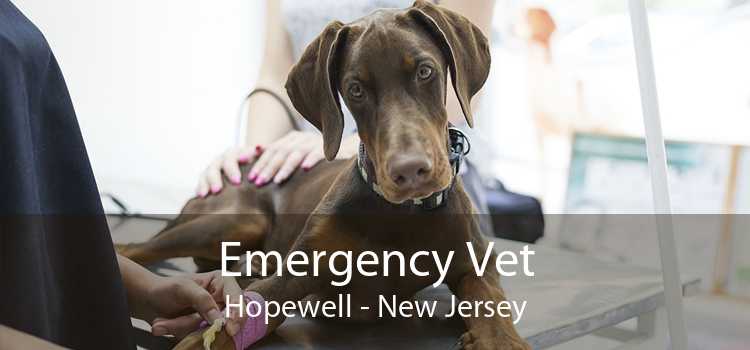 Emergency Vet Hopewell - New Jersey