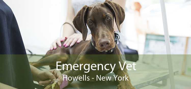 Emergency Vet Howells - New York