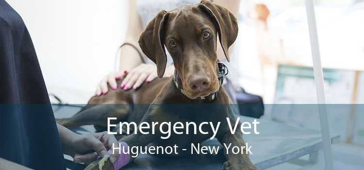 Emergency Vet Huguenot - New York