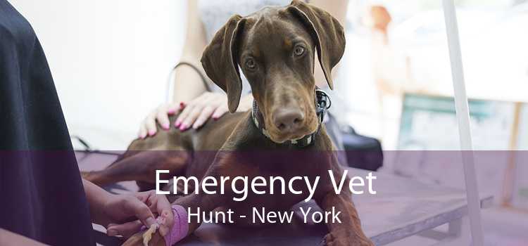 Emergency Vet Hunt - New York