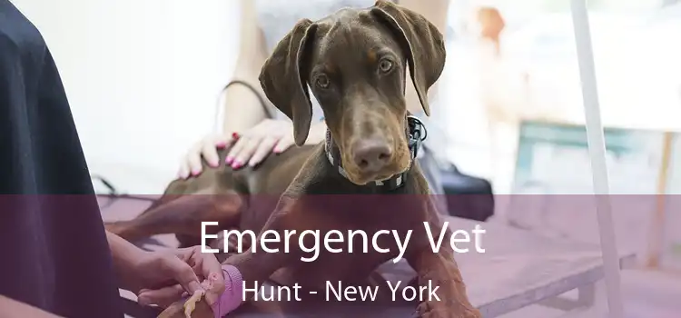 Emergency Vet Hunt - New York