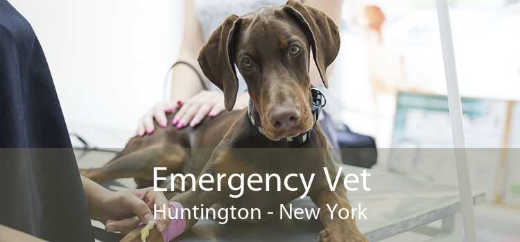 Emergency Vet Huntington - New York
