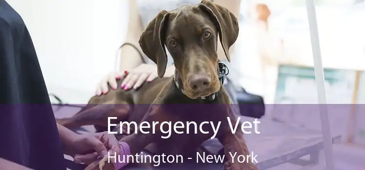 Emergency Vet Huntington - New York
