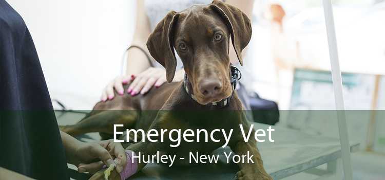 Emergency Vet Hurley - New York