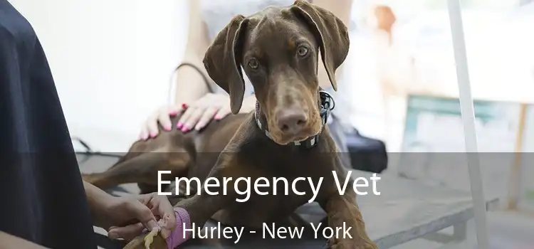 Emergency Vet Hurley - New York