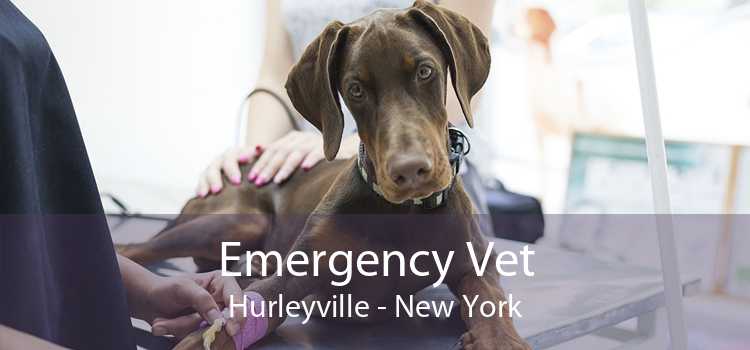 Emergency Vet Hurleyville - New York