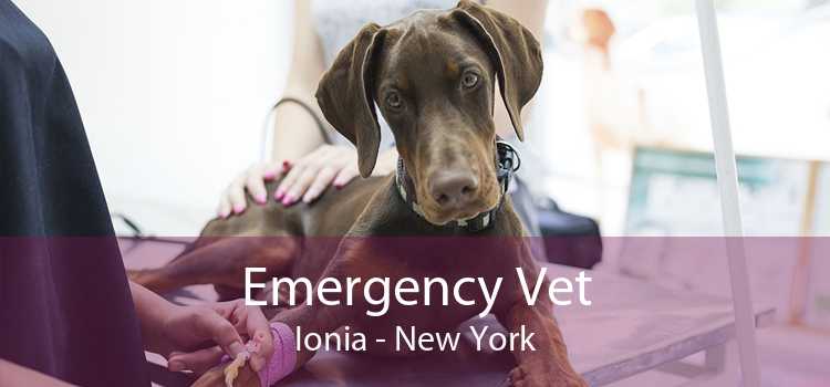 Emergency Vet Ionia - New York
