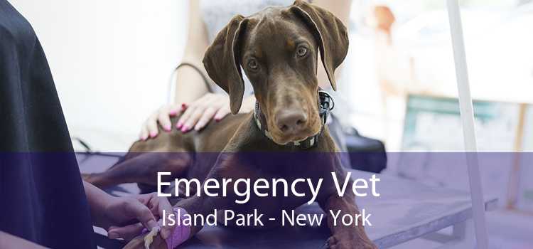Emergency Vet Island Park - New York