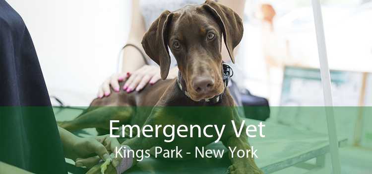 Emergency Vet Kings Park - New York