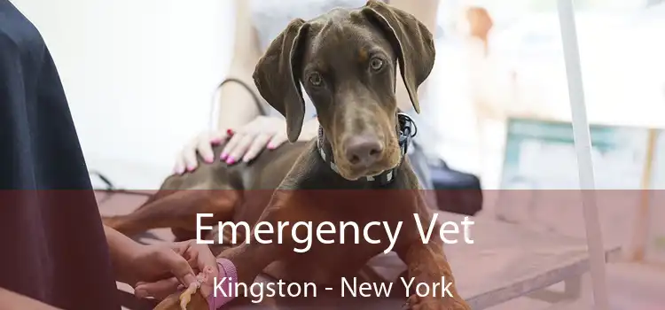 Emergency Vet Kingston - New York