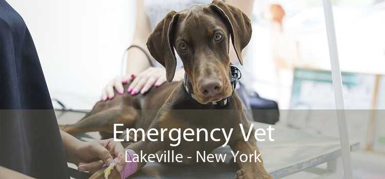Emergency Vet Lakeville - New York