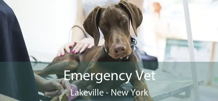 Emergency Vet Lakeville - New York