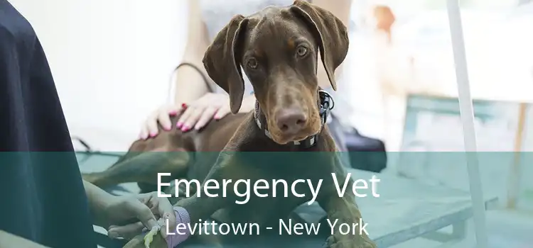 Emergency Vet Levittown - New York