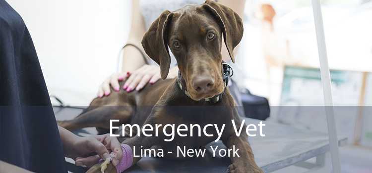 Emergency Vet Lima - New York