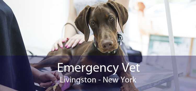 Emergency Vet Livingston - New York