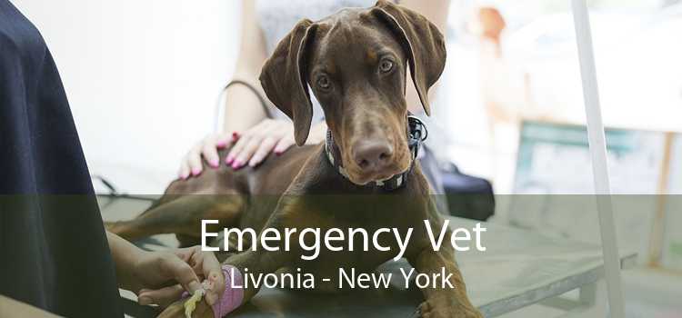 Emergency Vet Livonia - New York