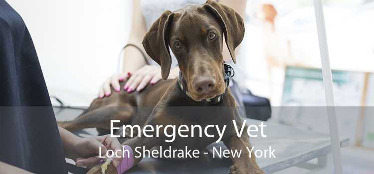 Emergency Vet Loch Sheldrake - New York