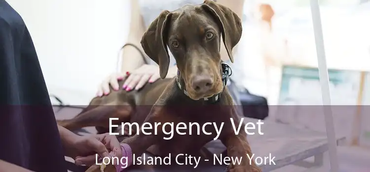 Emergency Vet Long Island City - New York