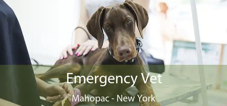Emergency Vet Mahopac - New York