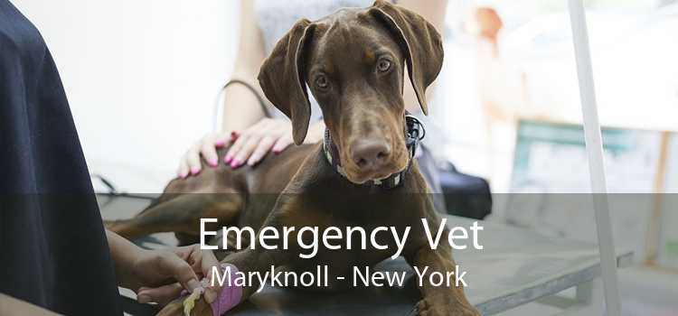 Emergency Vet Maryknoll - New York