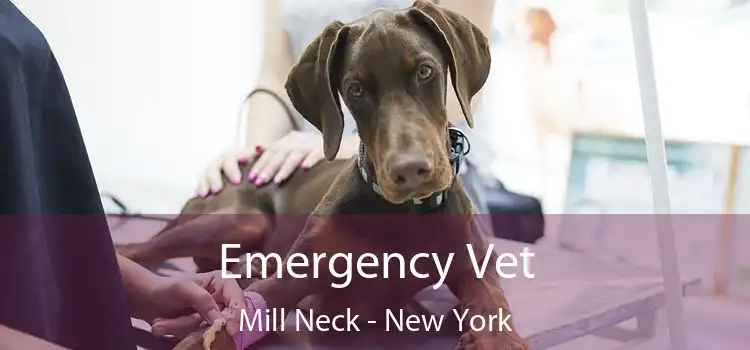 Emergency Vet Mill Neck - New York