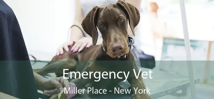 Emergency Vet Miller Place - New York