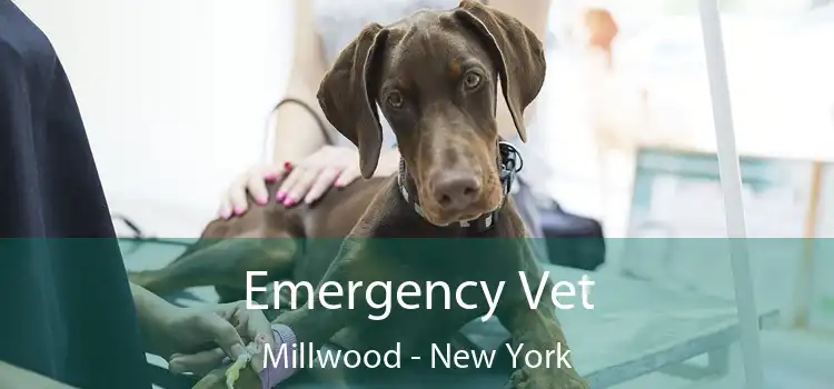 Emergency Vet Millwood - New York