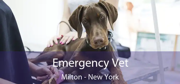 Emergency Vet Milton - New York