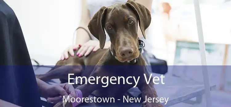 Emergency Vet Moorestown - New Jersey