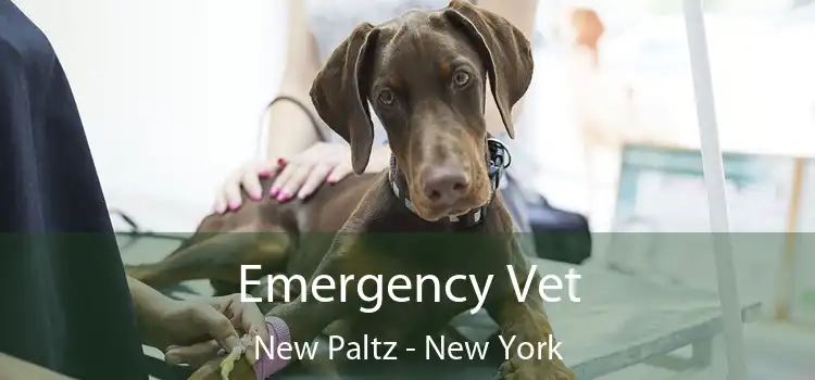 Emergency Vet New Paltz - New York