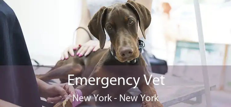 Emergency Vet New York - New York